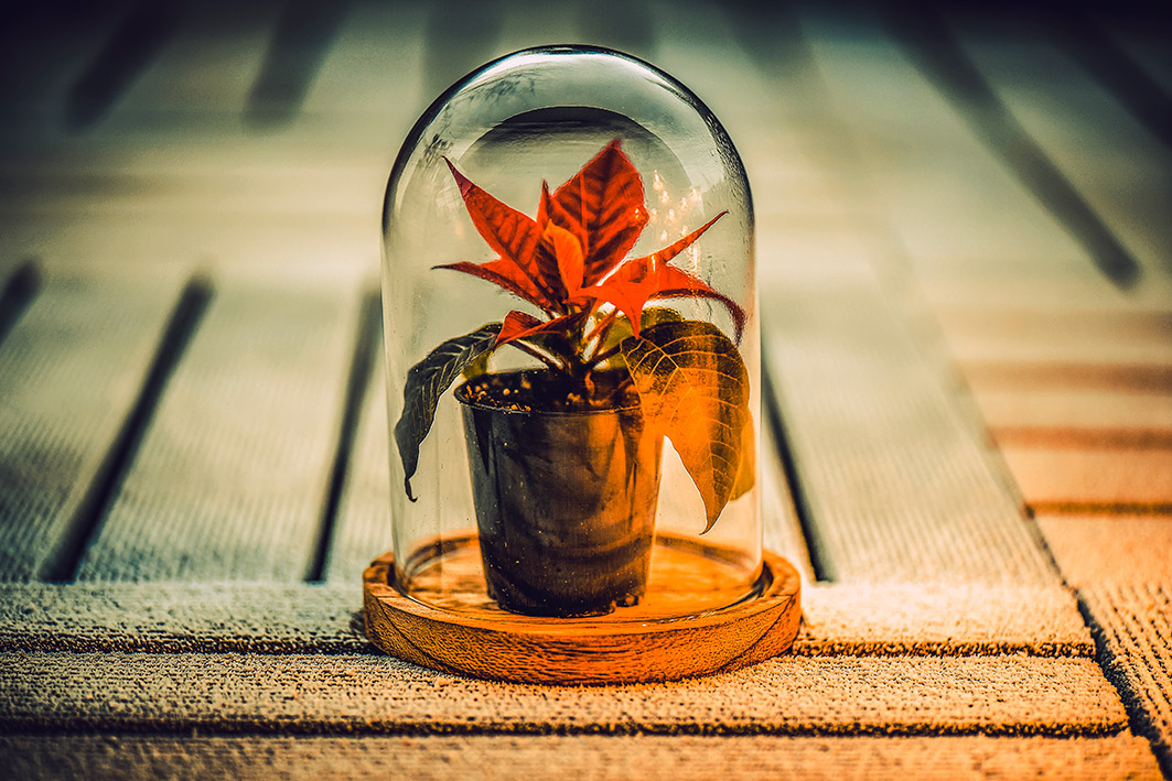 Der Weihnachtsstern im Schnee